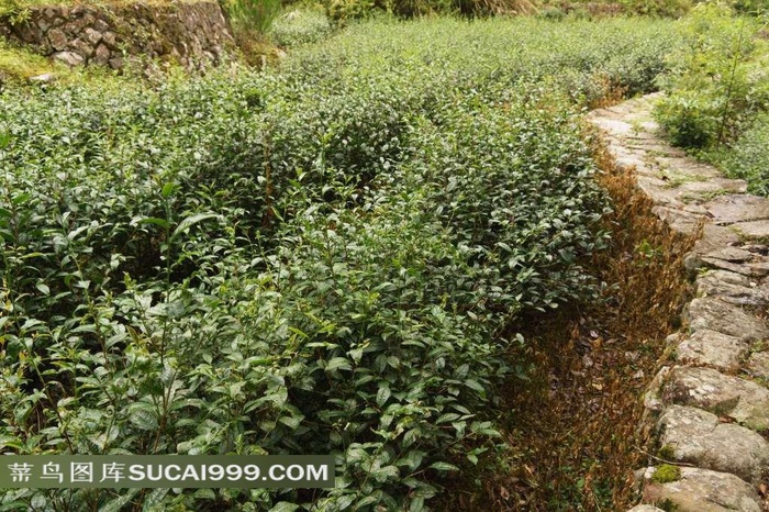 小路边的绿色茶田