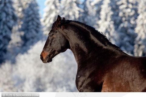 雪地里的骏马马头特写
