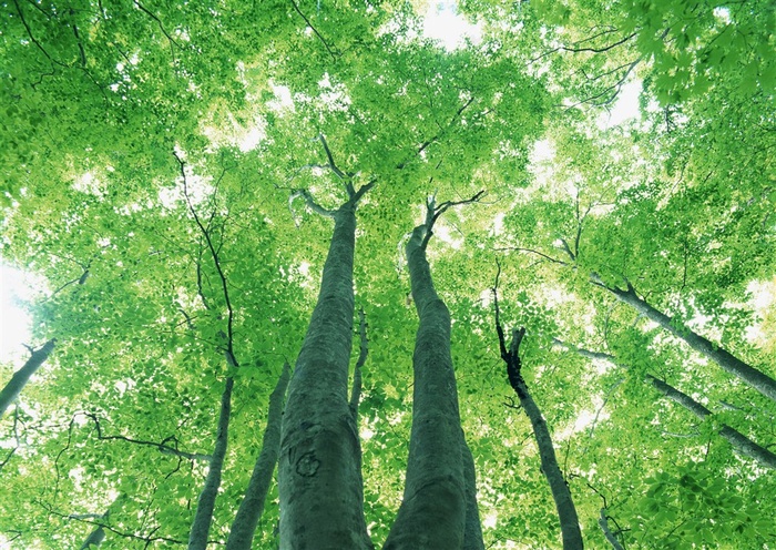 森林风景风景摄影jpg素材