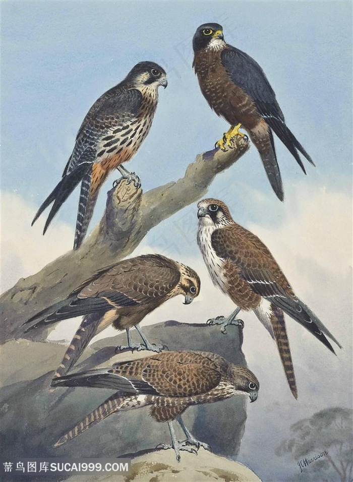 约翰.哈里森水彩鸟唯美风景画