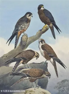 约翰.哈里森水彩鸟唯美风景画