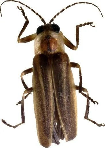 错误 PNG 图像免抠(1525x2137)