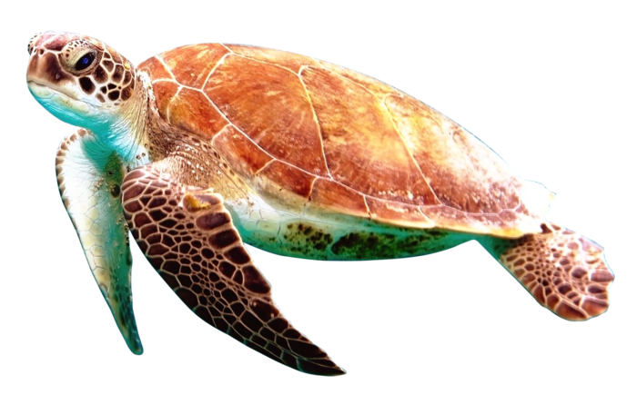 海龟动物大海