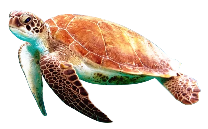 海龟动物大海