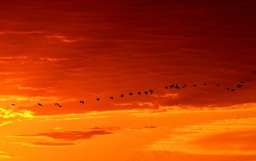 日出朝霞天空飞鸟图片