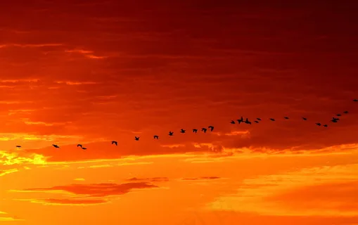 日出朝霞天空飞鸟图片