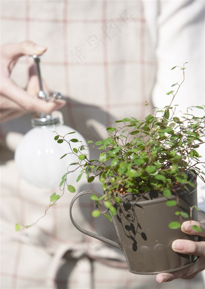 浇花高清图片 家居 唯美 花盆 盆栽