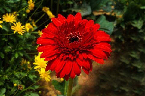 盛开红色菊花图片 盛开红色菊花图片