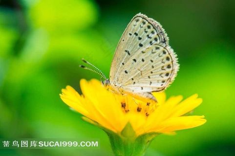 美丽的蝴蝶摄影素材