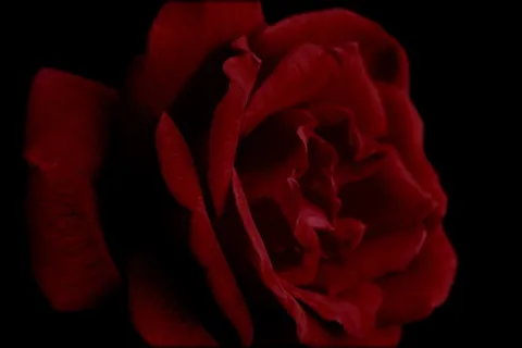 浪漫玫瑰花摄影