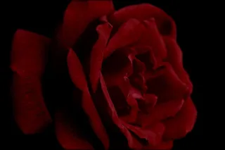 浪漫玫瑰花摄影