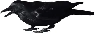 乌鸦 PNG免抠
