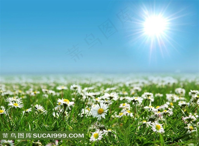 白色野菊花图片下载