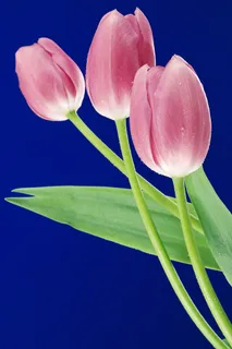 群芳花儿绿叶 群芳花儿绿叶