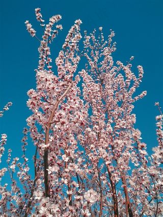 美丽山桃花图片