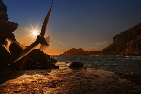 夕阳下振翅飞翔的海鸟摄影高清图片 夕阳下振翅飞翔的海鸟摄影高清图片