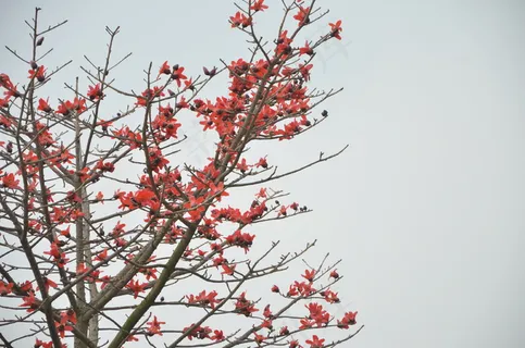 木棉花图片 木棉花图片