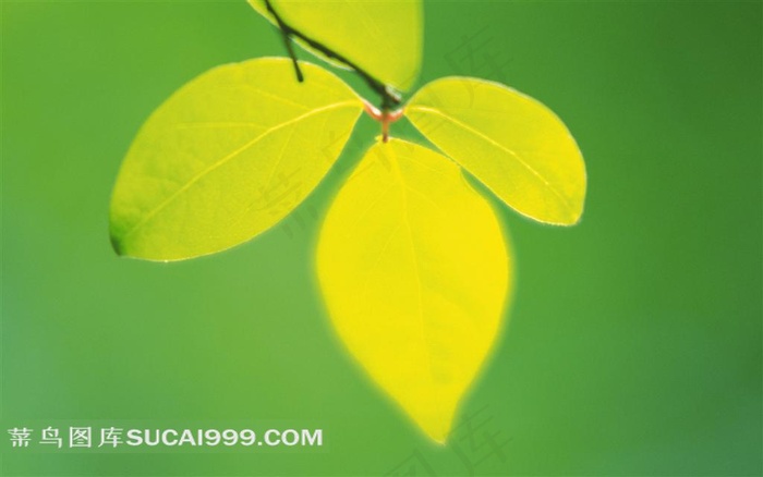 四片叶子树叶风光风景图片