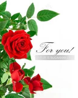 高清红玫瑰花图片