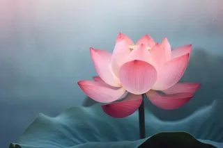 中国风雾面荷花粉色大气背景