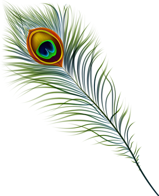 孔雀羽毛毛发