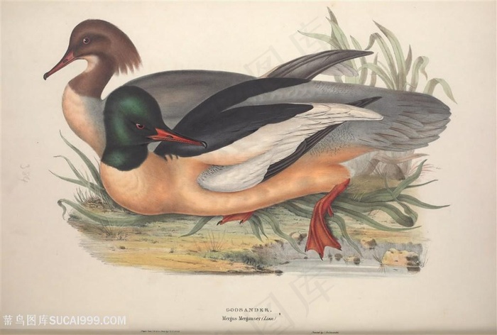 手绘欧洲鸟类横版装饰画