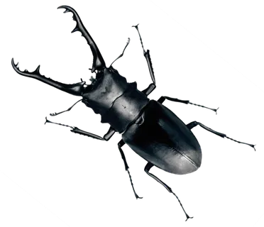 甲壳虫甲虫虫子