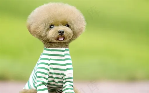 可爱宠物狗泰迪犬素材图片