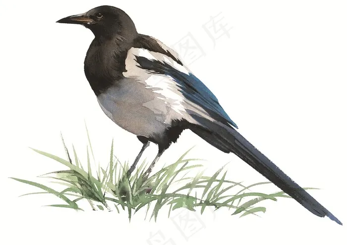 漂亮的喜鹊插画素材
