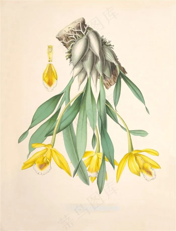 盛开的黄色兰花高清手绘插画