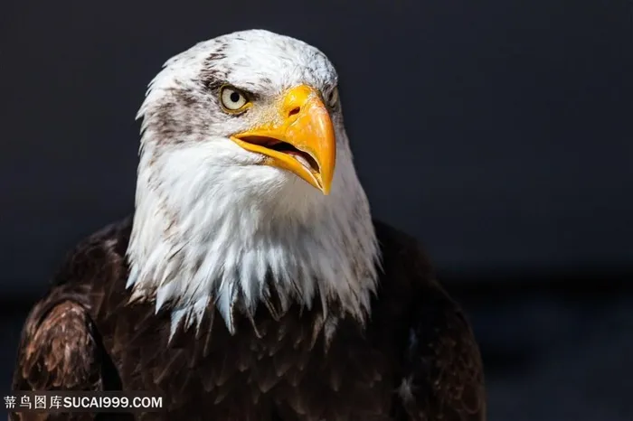 凶狠的老鹰图片