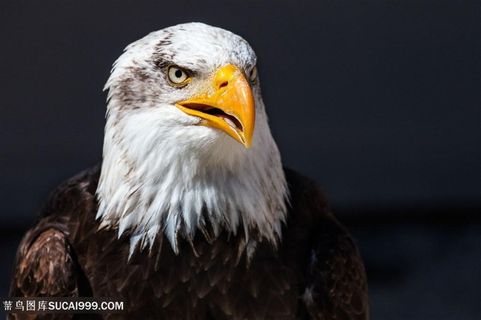 凶狠的老鹰图片