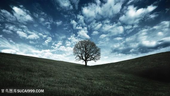 草地大树白云天空壁纸