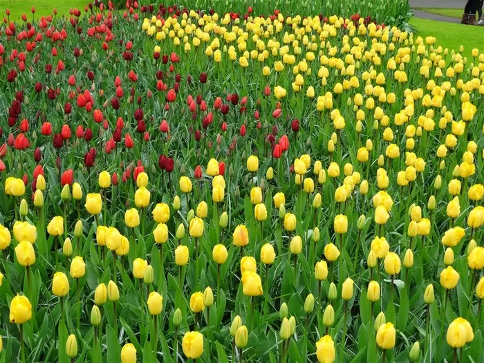 高清郁金香花海鲜花图片