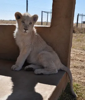 狮子动物园动物森林野生设计素材