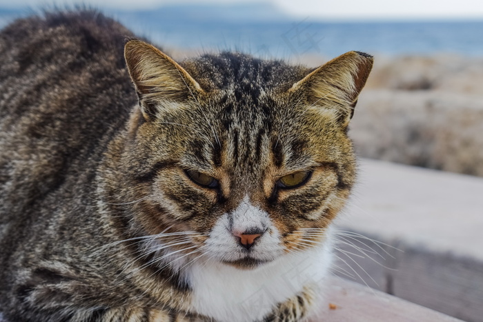 没睡醒的短毛猫图片