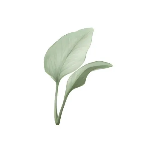 叶子树叶免抠(2048x2048)