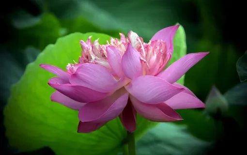 绽放荷花花朵图片 绽放荷花花朵图片
