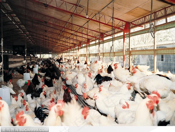 现代农业-棚养的鸡