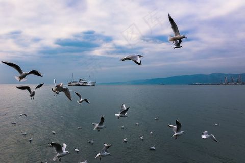 海鸥群飞图片
