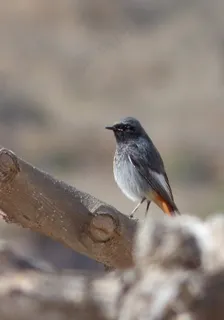 赭红尾鸲图片 赭红尾鸲图片