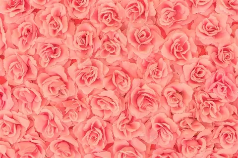 玫瑰花高清摄影