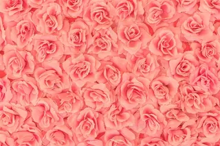 玫瑰花高清摄影