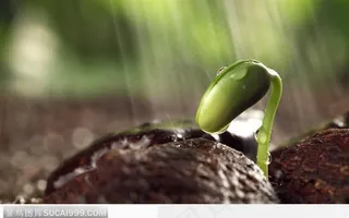 淋水的小芽
