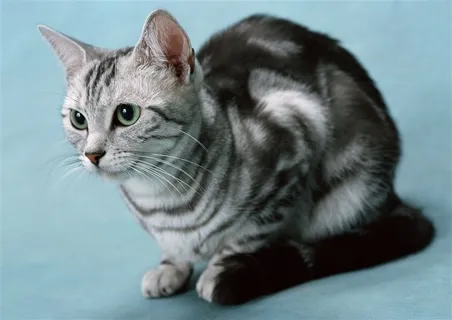 盘坐在地上的猫咪图片 盘坐在地上的猫咪图片