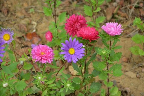 鲜花绿叶图片下载