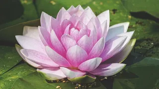 池塘睡莲开花图片