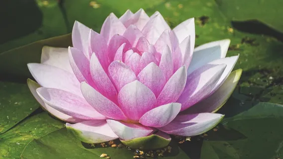 池塘睡莲开花图片 池塘睡莲开花图片