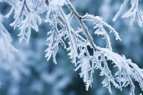 白霜挂满植物枝头冬天雾凇摄影图
