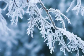 白霜挂满植物枝头冬天雾凇摄影图